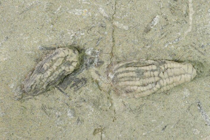 Two Fossil Crinoids (Pachylocrinus) - Indiana #149013